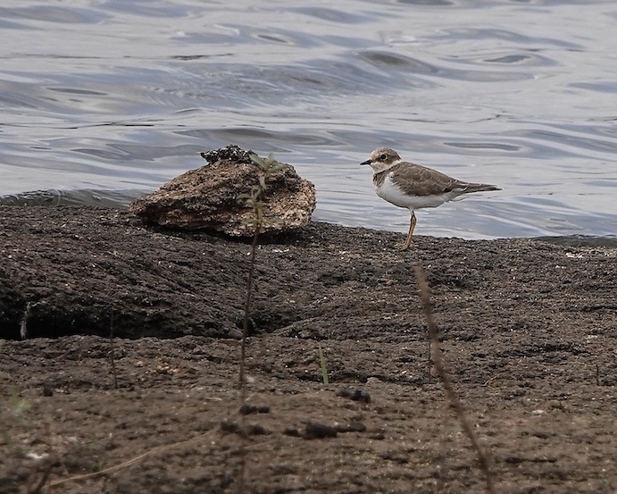 little ringed plover